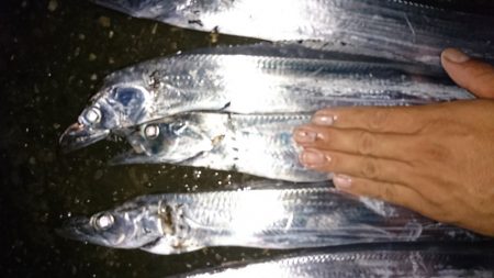 引き釣りでタチウオ